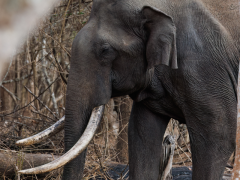 Asian elephant in Nagarhole National Park, India.