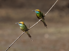 Two Asian green bee-eaters in Nagarhole National Park, South India.