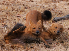 Two dholes playing in Nagarhole, India.