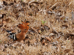 Eurasian hoopoe on the ground in Nagarhole National Park, India.
