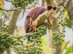 Giant malabar squirrel in Nagarhole National Park.