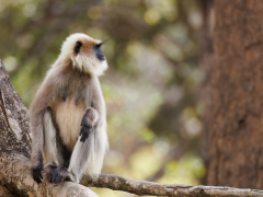Grey langur monkey sitting in a tree in Nagarhole National Park, India.