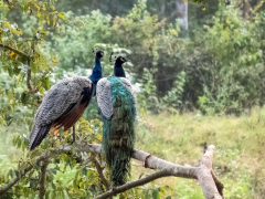 Two Indian peafowl resting in Nagarhole National Park, India.