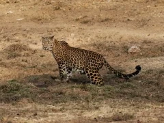 Leopard in Nagarhole.