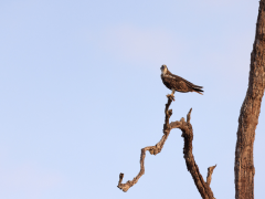 Osprey in a tree in Nagarhole National Park, India.