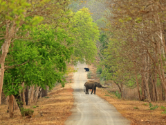 Sloth bear and Asia Elephant on a road in Nagarhole National Park, India.