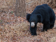 Sloth bear walking through the woods, in Nagarhole National Park, India.
