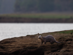 Smooth-coated otter on shore in Nagarhole National Park, India.