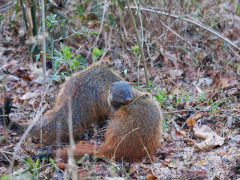 Stripe-necked mongoose in Nagarhole National Park, India.