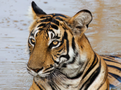 Tiger by the water in Nagarhole National Park, India.