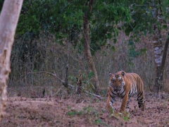 Tiger walking in the woods, in Nagarhole National Park, India.