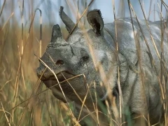 One-horned rhino in India.