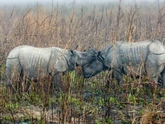 Pair of one-horned rhino in India.