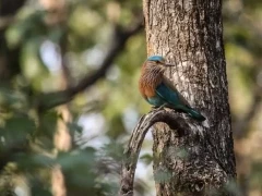 An Indian roller in Pench National Park, India.