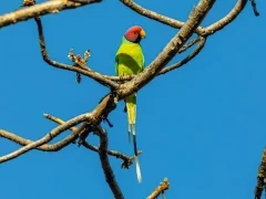 A plum-headed parakeet, Pench National Park, India.