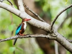 A white-throated kingfisher in Pench National Park, India.