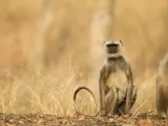 A grey langur sat on the ground, in Pench National Park, India.