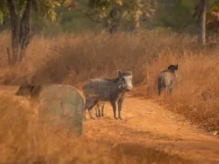 Indian boar in Pench National Park, India.