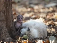 Langur in Pench National Park, India.