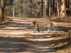 Leopard in Pench National Park, India.