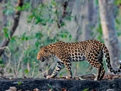 Leopard walking in Pench National Park, India.