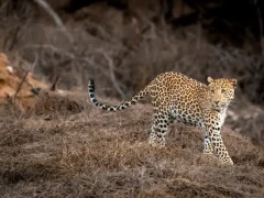 A leopard in Pench National Park, India.