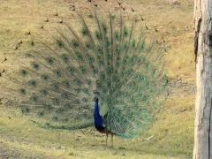 A male peacock on display, Pench National Park, India.