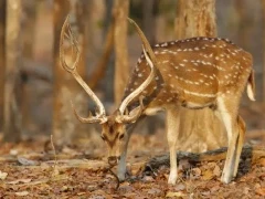 A spotted deer in Pench National Park, India.
