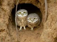 A pair of spotted owls at their burrow, in Pench National Park, India.
