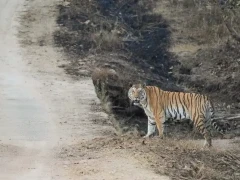 Tiger in Pench National Park, India.