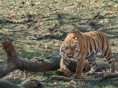 Tiger in Pench National Park, India.