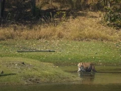 Tiger in Pench National Park, India.