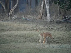 Tiger in Pench National Park, India.
