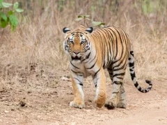 Tiger in Pench National Park, India.
