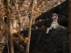 Leopard yawning in Pench National Park, India.