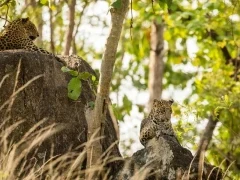 Two leopards in Pench National Park, India. 