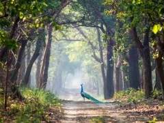 Peafowl in Pilibhit Tiger Reserve, India.