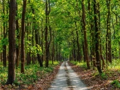 Track through the forest in Pilibhit Tiger Reserve, India.