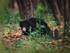 Sloth bear in Pilibhit Tiger Reserve, India.
