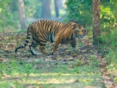 Tiger in Pilibhit Tiger Reserve, India.