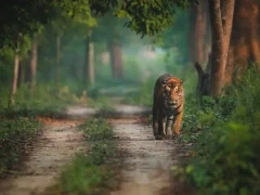 Tiger walking on a track in Pilibhit Tiger Reserve, India.
