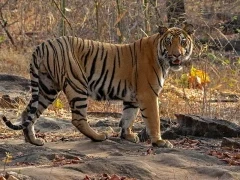 Tiger in Satpura National Park, India