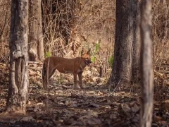 Dhole in Satpura National Park, India