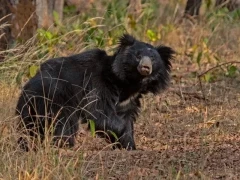 Sloth bear in Satpura National Park, India