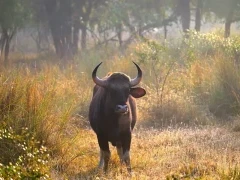 Indian gaur in Satpura National Park, India