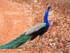 Indian peafowl in Tadoba-Andhari Tiger Reserve, India