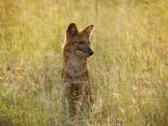 Dhole in Tadoba-Andhari Tiger Reserve, India
