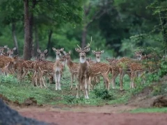 Spotted deer in Tadoba-Andhari Tiger Reserve, India