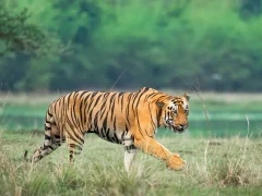 Tiger in Tadoba-Andhari Tiger Reserve, India