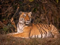 Tiger in Tadoba-Andhari Tiger Reserve, India